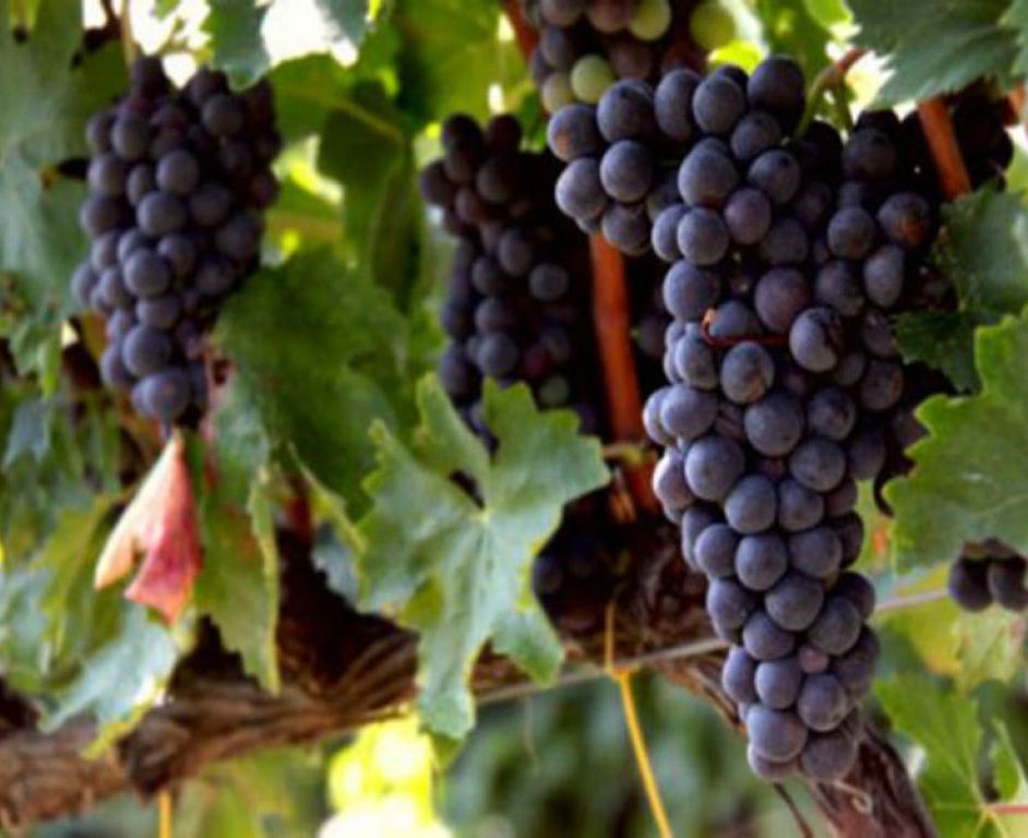 LISTINO RISERVATO: Castello di Gambatesa Don Riccardo Riserva 2007 Tintilia del Molise - immagine 4