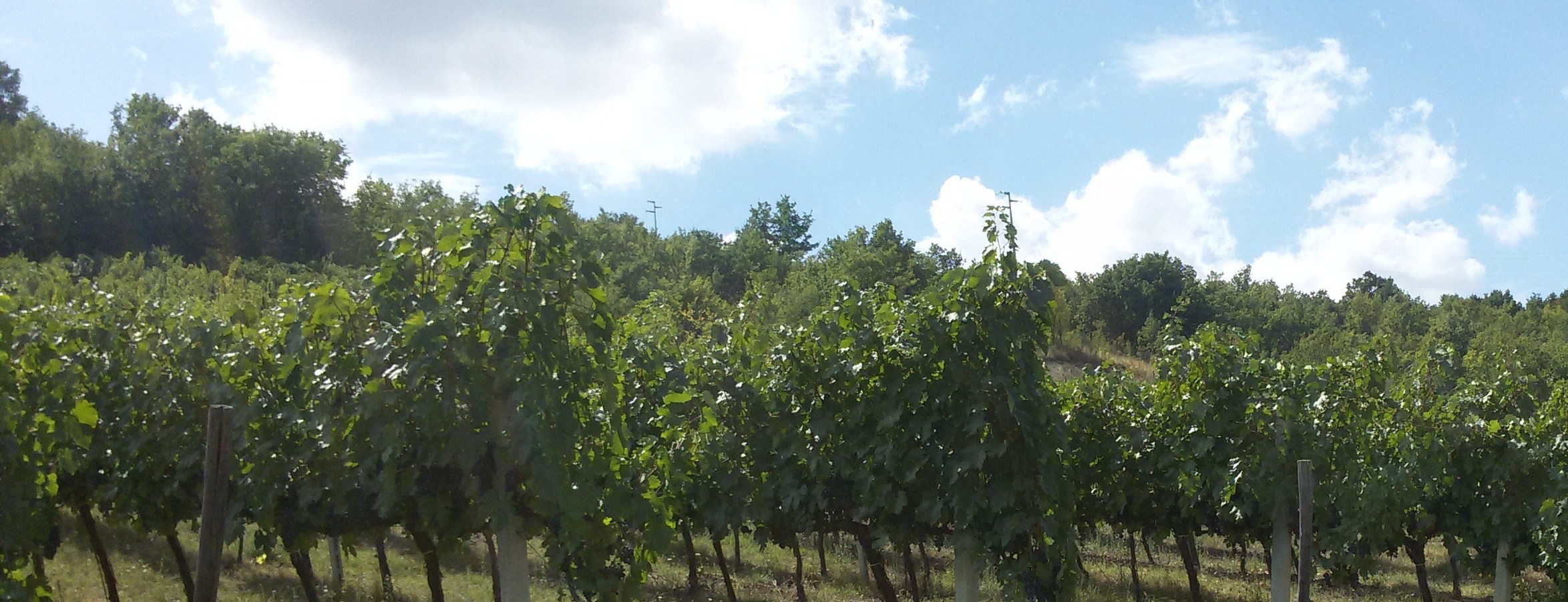 CATALOGO: Castello di Gambatesa Don Riccardo 2014 Tintilia del Molise - immagine 3